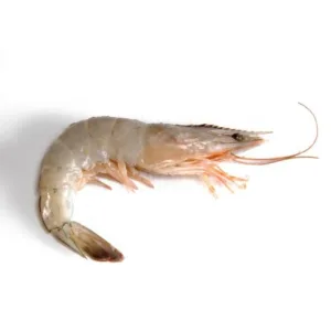 Camarão Penaeus Vannamei