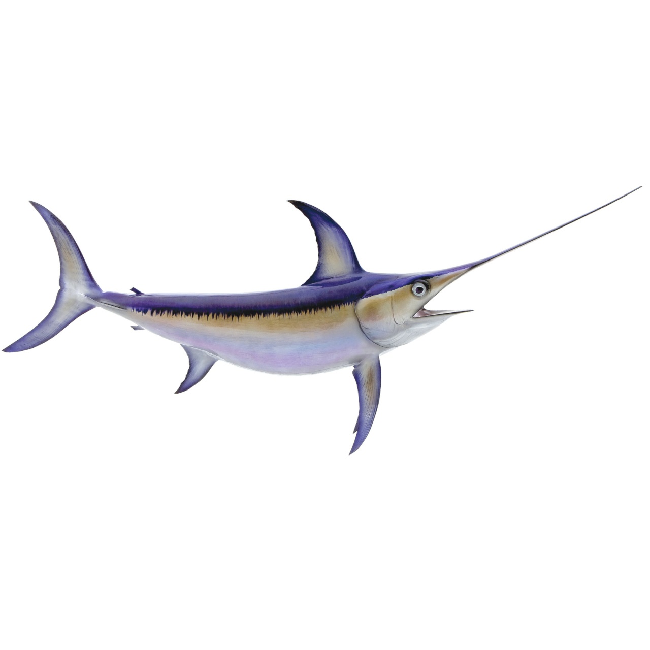 Espadarte - Xipias Glaudius