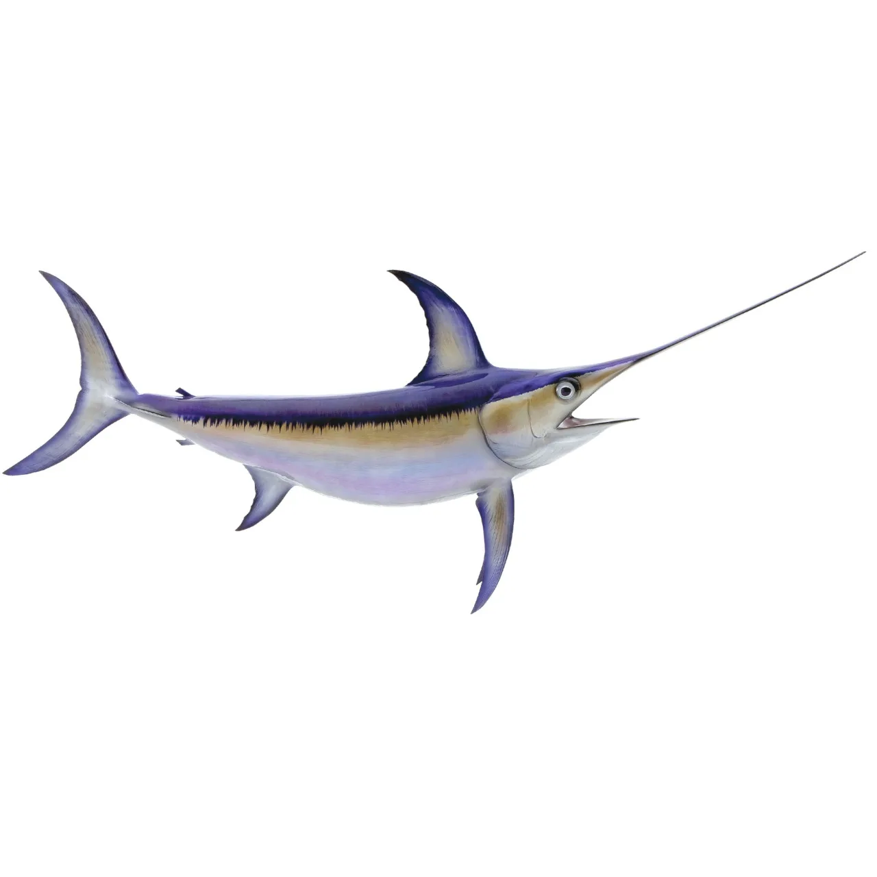 Espadarte - Xipias Glaudius