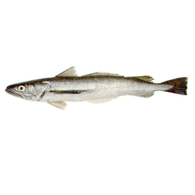 Filetes Pescada Manual Higienizado