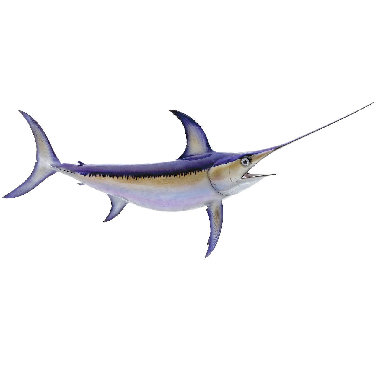 Espadarte Embalado 01