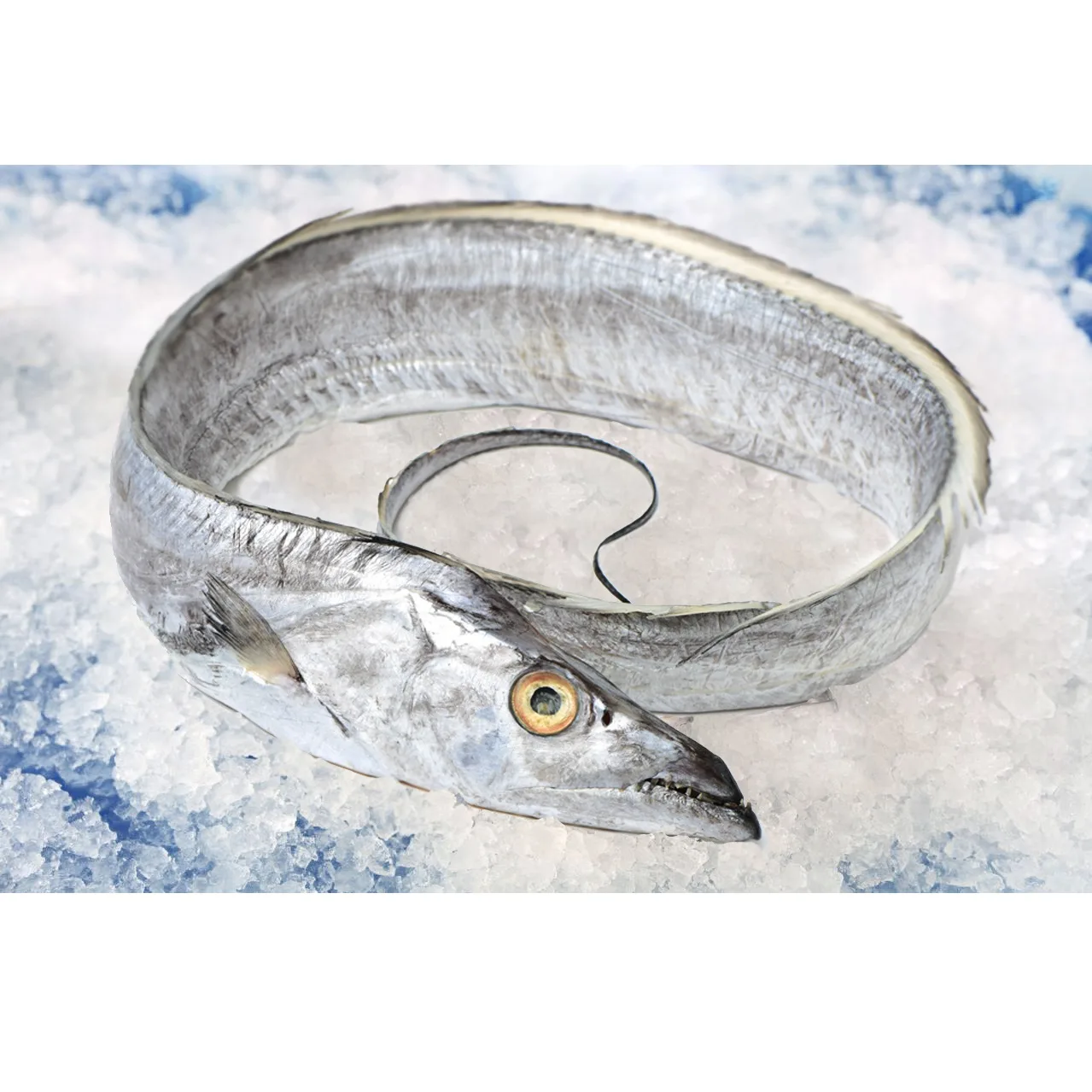 Fourreau blanc emballé Poisson