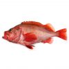 Red Fish M