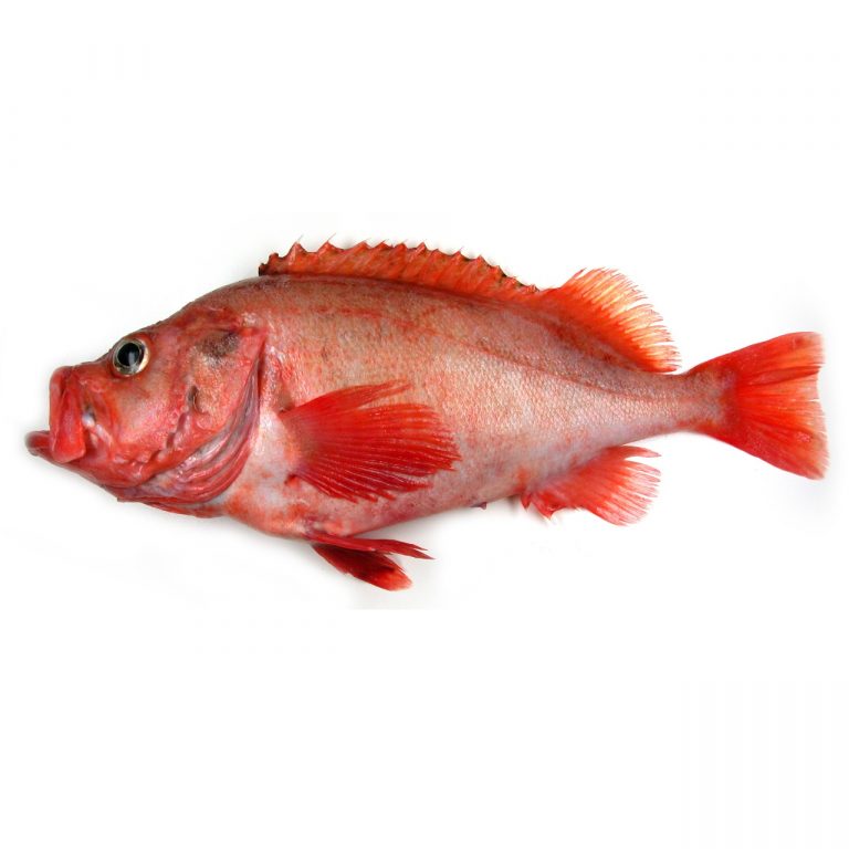 Peixe Vermelho M