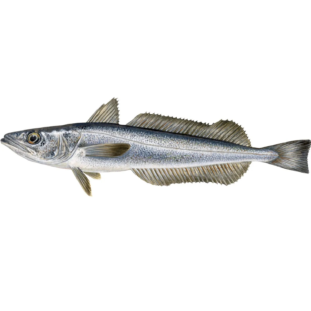 Pescada 3 (África do Sul) Pescada 3 (África do Sul)