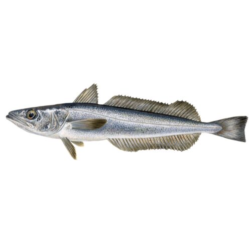 Pescada 900/1200 hubsi