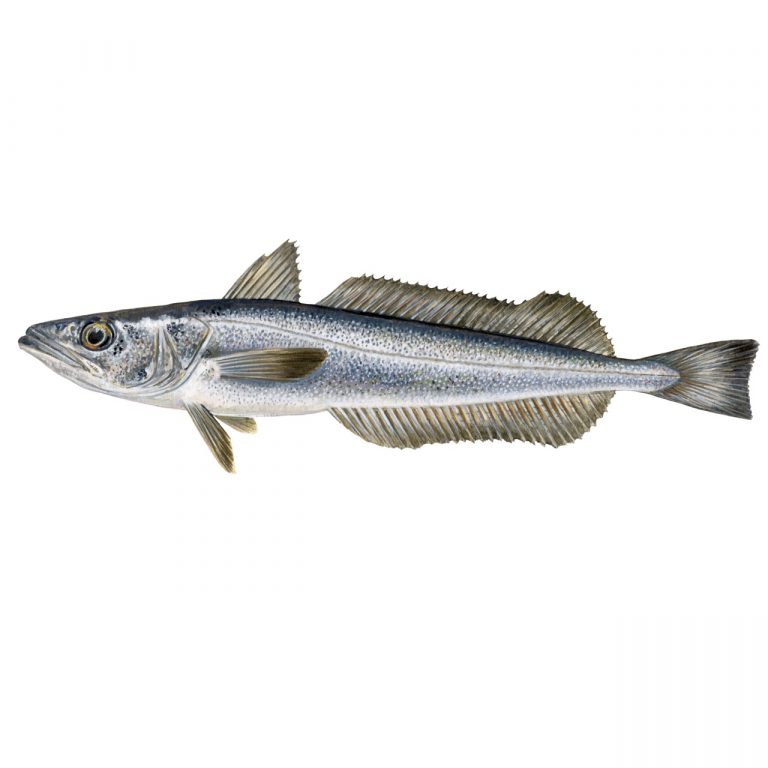 Pescada 800/1200