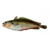 Tadpole Codling Big