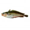 Tadpole Codling M