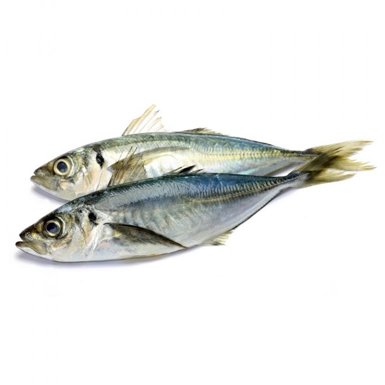 Horse Mackerel 5/7