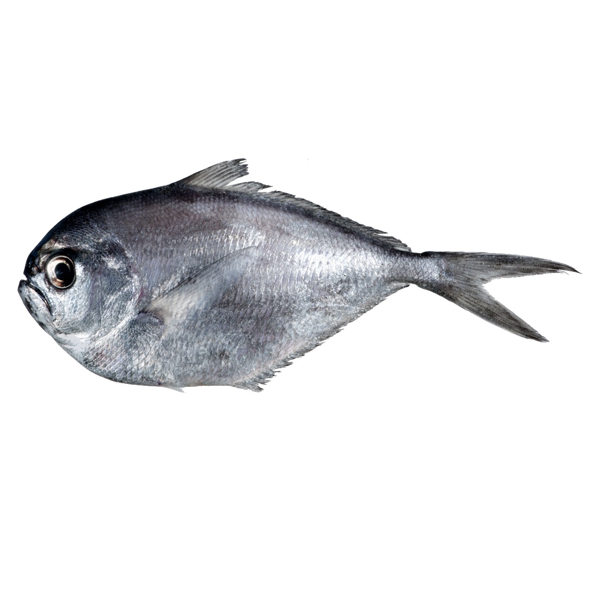 Grande castagnole emballé Grande castagnole emballé