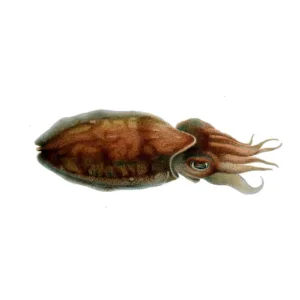 Chocos Sepia orbignyana