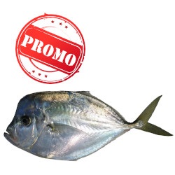Peixe Galo Promo