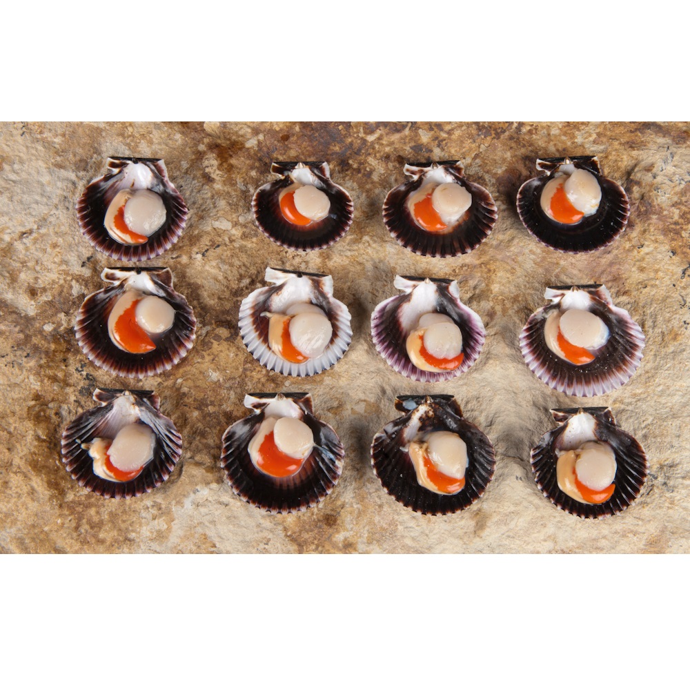 Vieira do Peru Meia Concha