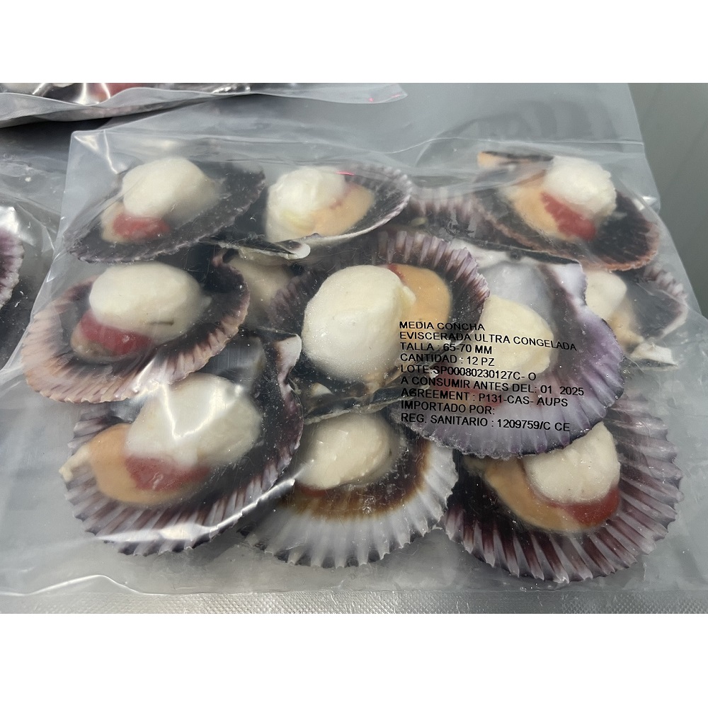 Vieira do Peru Meia Concha
