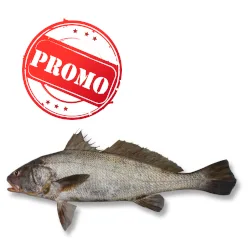 Corvina Promoção
